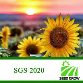 Соняшник SGS 2020 A-F (Seed Grow)