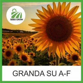 Соняшник GRANDA SU (Seed Grow)