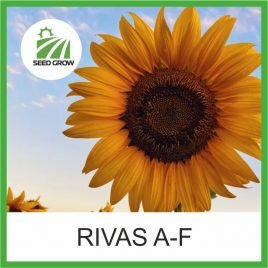 Соняшник RIVAS (Seed Grow)