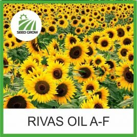 Соняшник RIVAS Oil (Seed Grow)