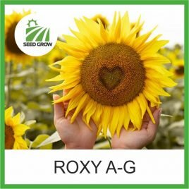 Соняшник ROXY* (Seed Grow)