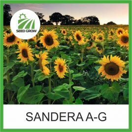 Соняшник SANDERA A–G (Seed Grow)