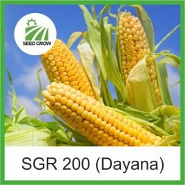 КУКУРУДЗА SGR 200 DAYANA (Seed Grow)