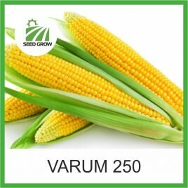 КУКУРУДЗА VARUM 250 (Seed Grow)